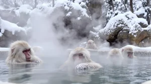 Śnieżne małpy (makaki japońskie) relaksujące się w gorących źródłach (onsen) zimą w Jigokudani Monkey Park.
